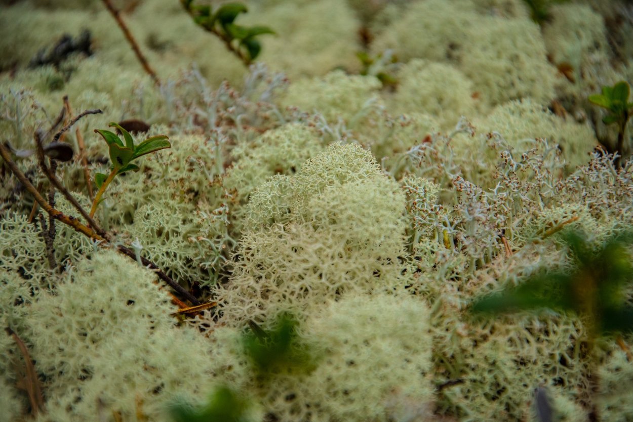 Кунашир замшелый лес
