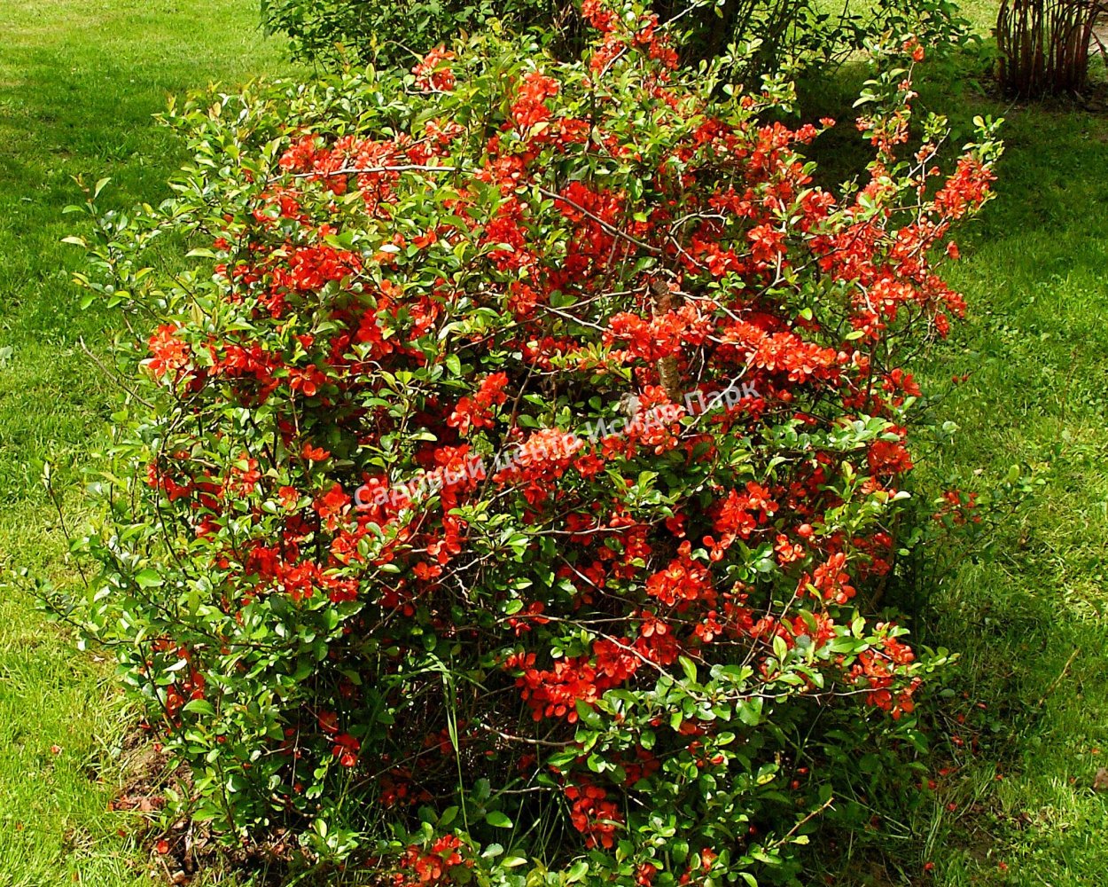 Айва (хеномелес) японская