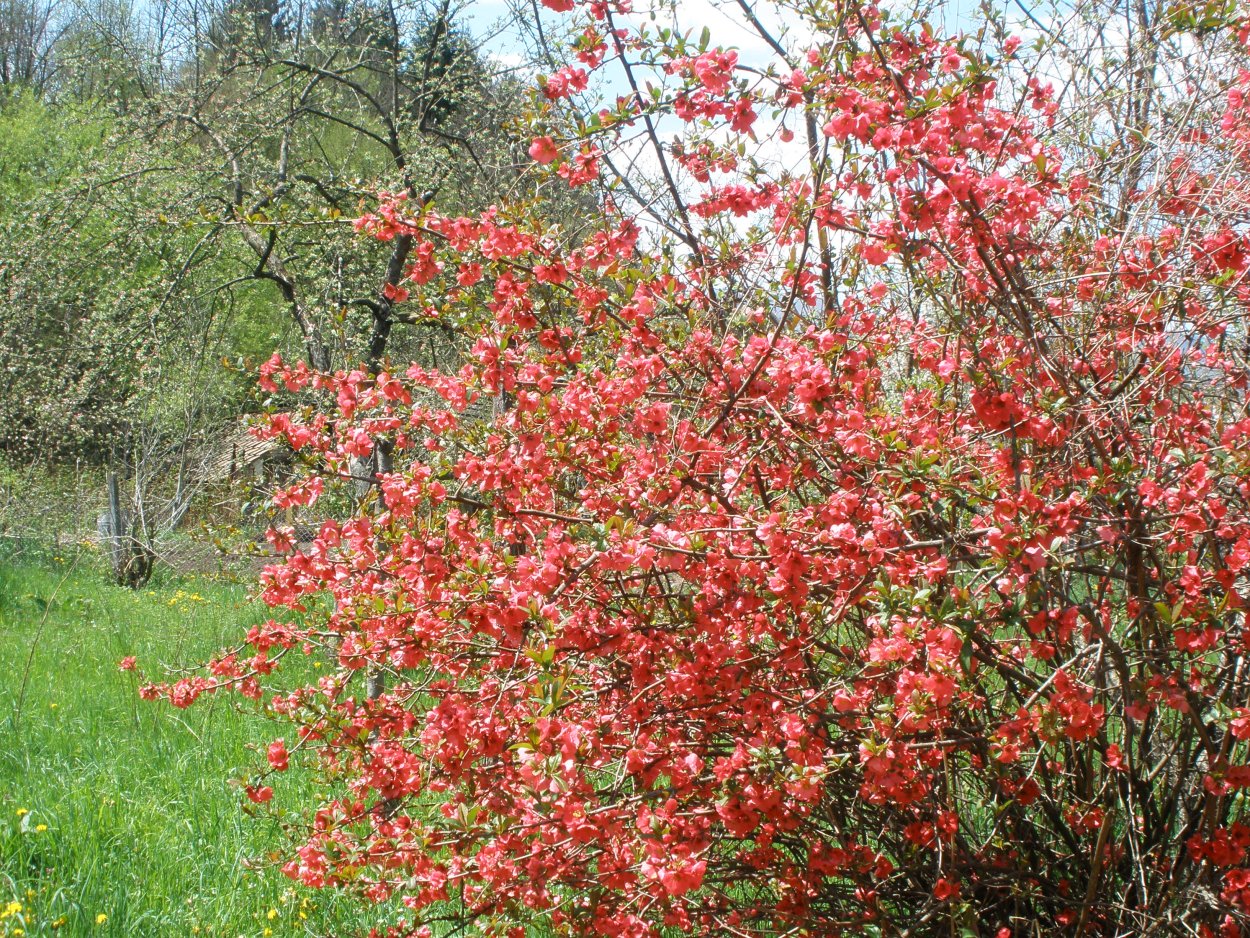 Айва японская плодовые кустарники