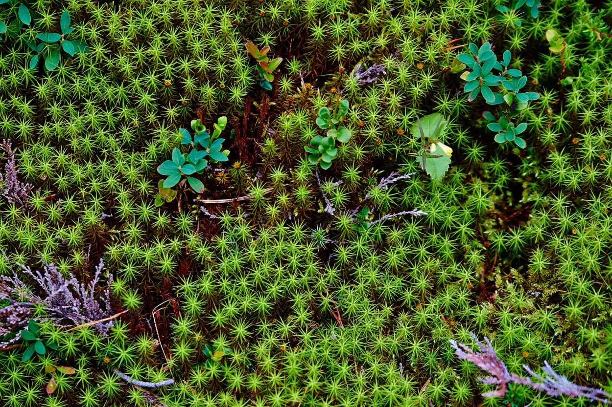 Олений мох тундра