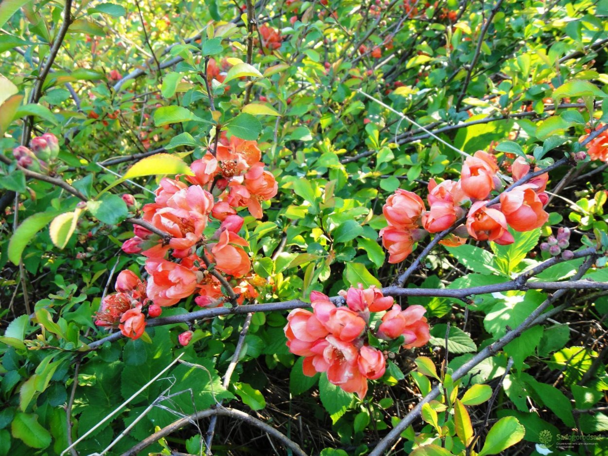 Айва побеги