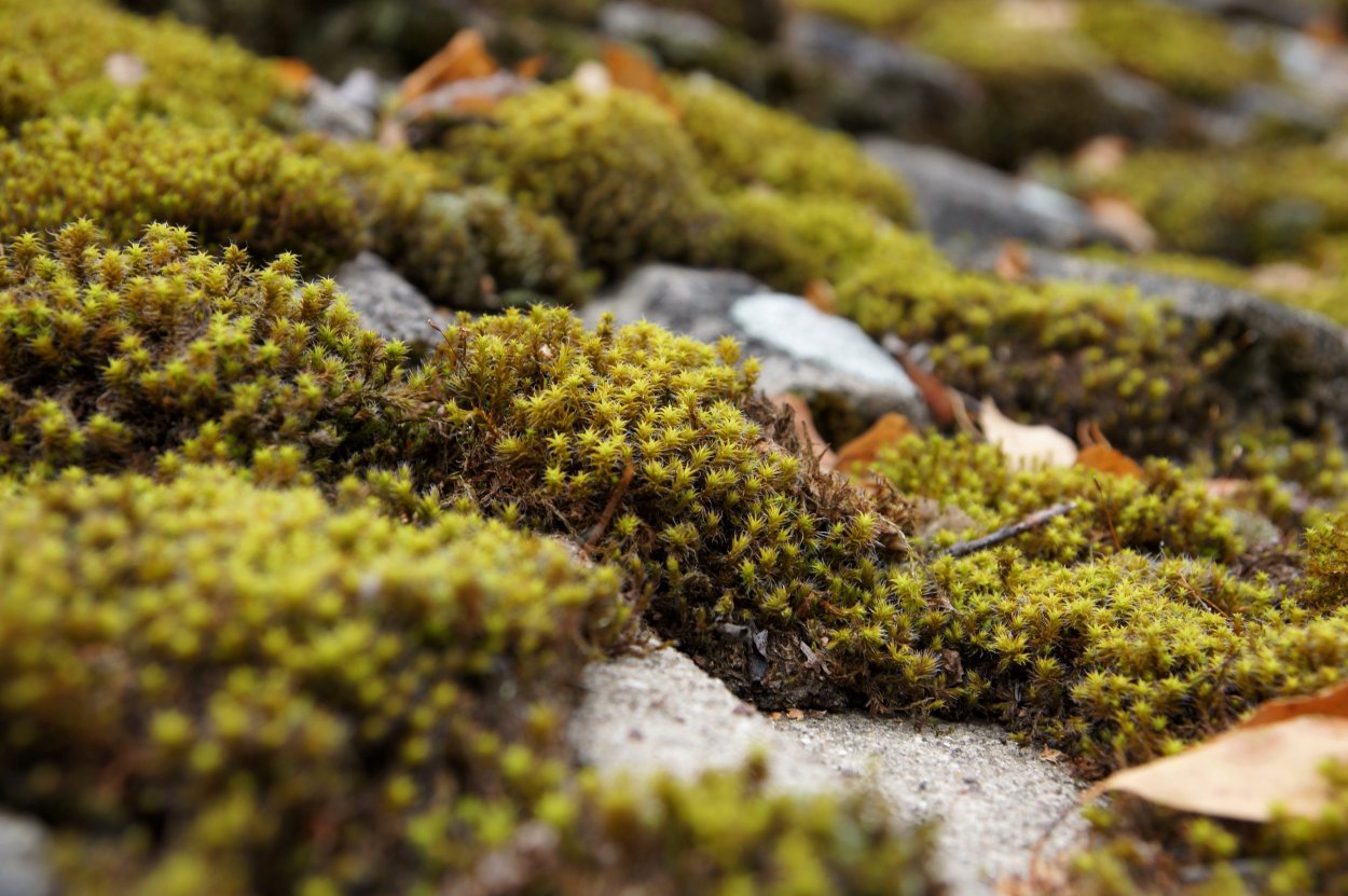 Сфагнум Тундровый