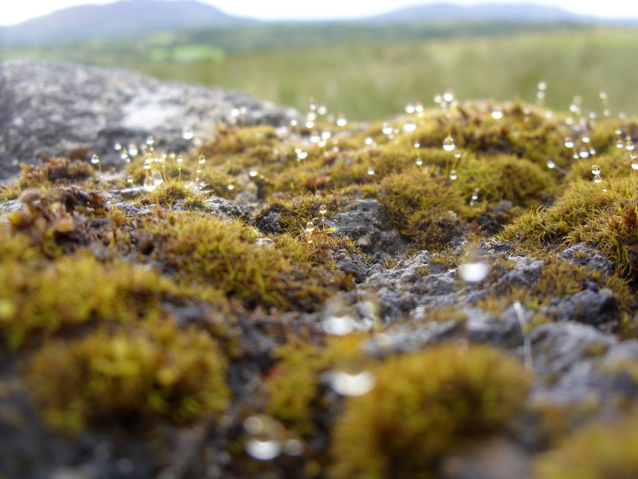 Лишайниково Моховая тундра