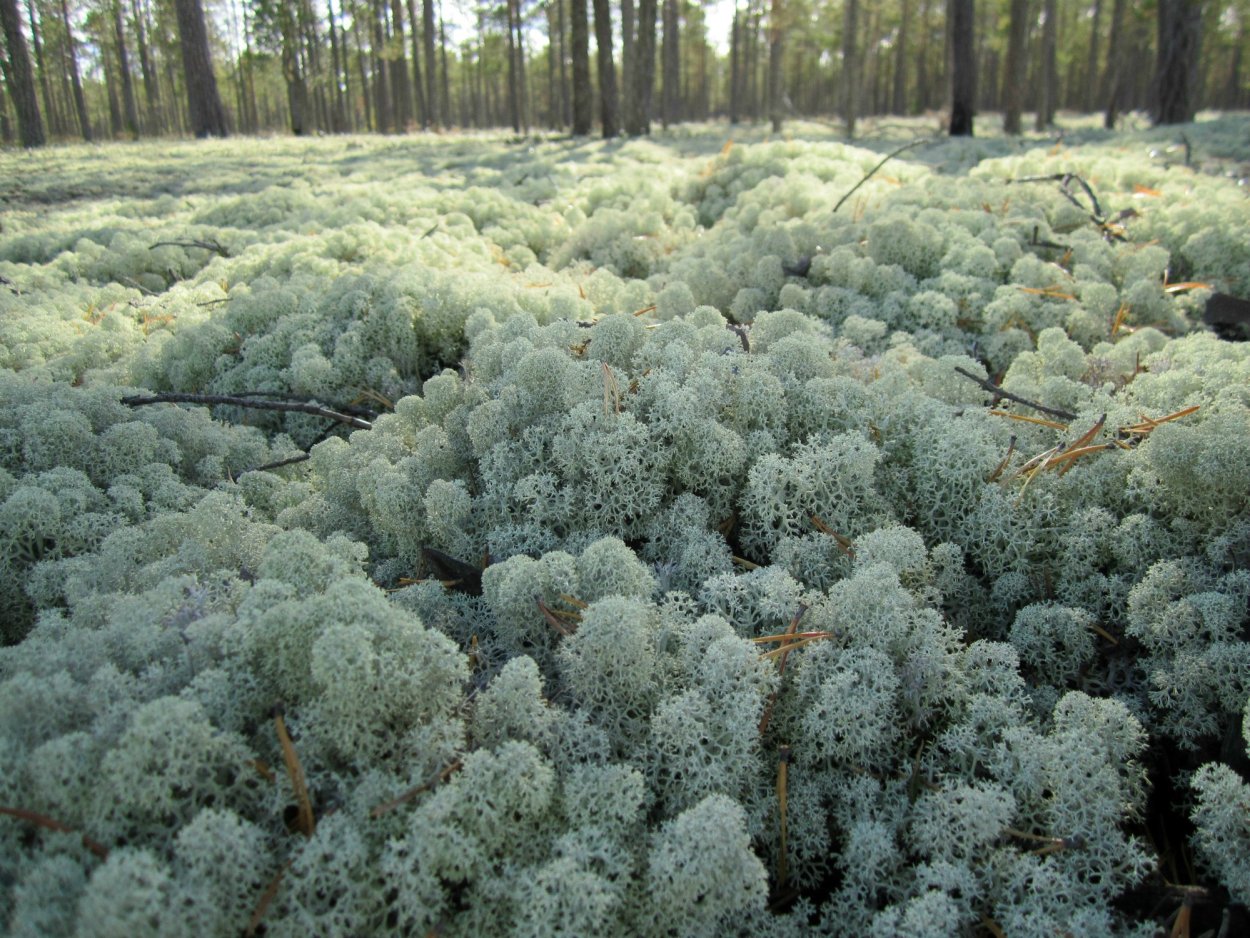 Полярные лишайники