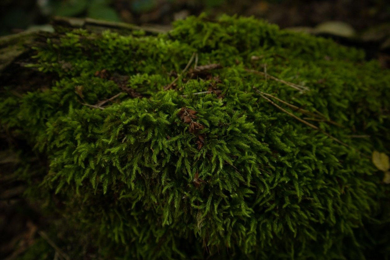 Тундра растения тундры