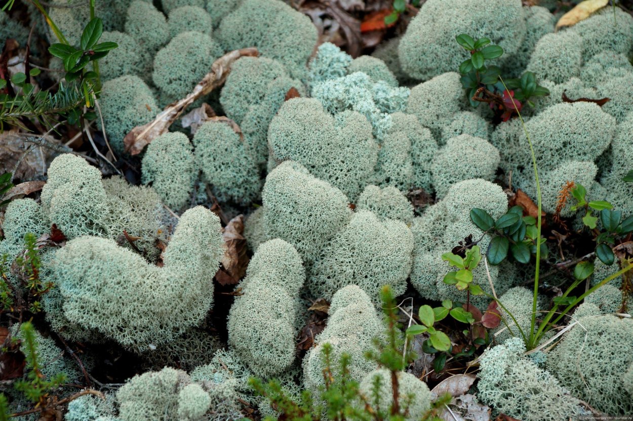 Моховая кочка на болоте