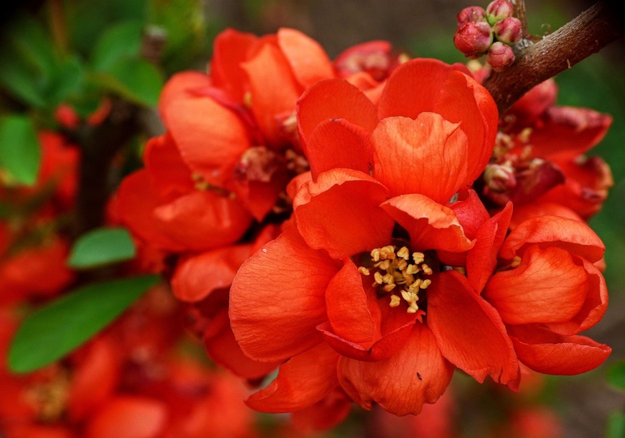 Айва (хеномелес) японская