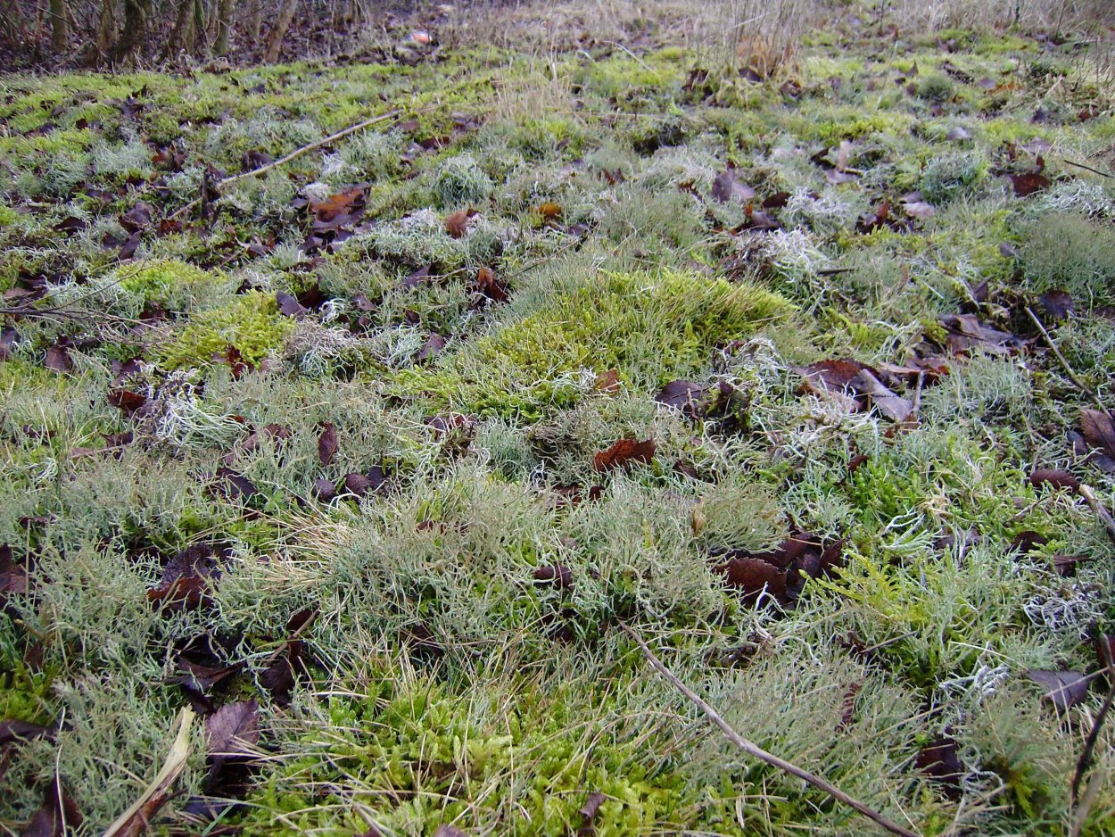 Арктический мох