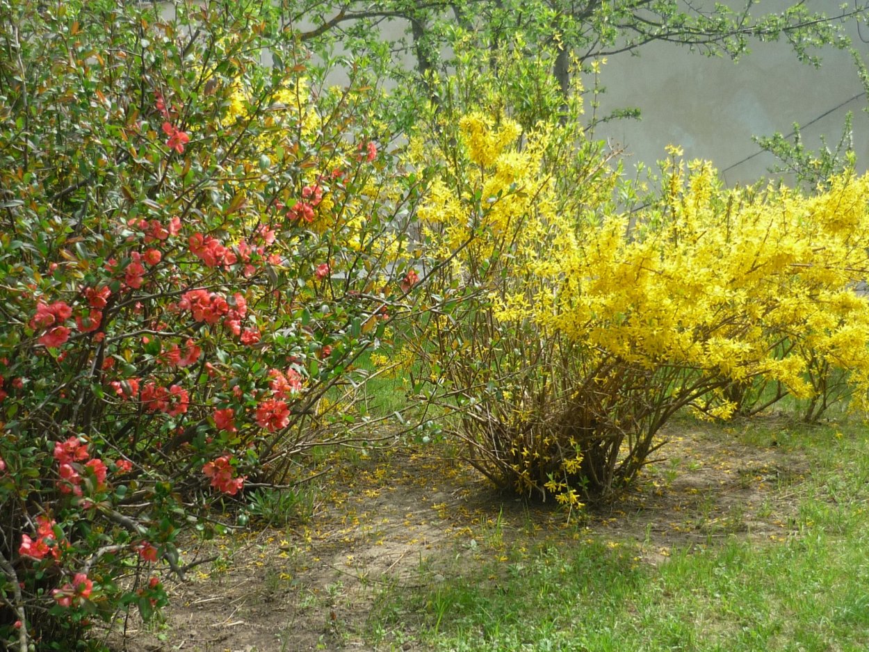 Форзиция и айва японская