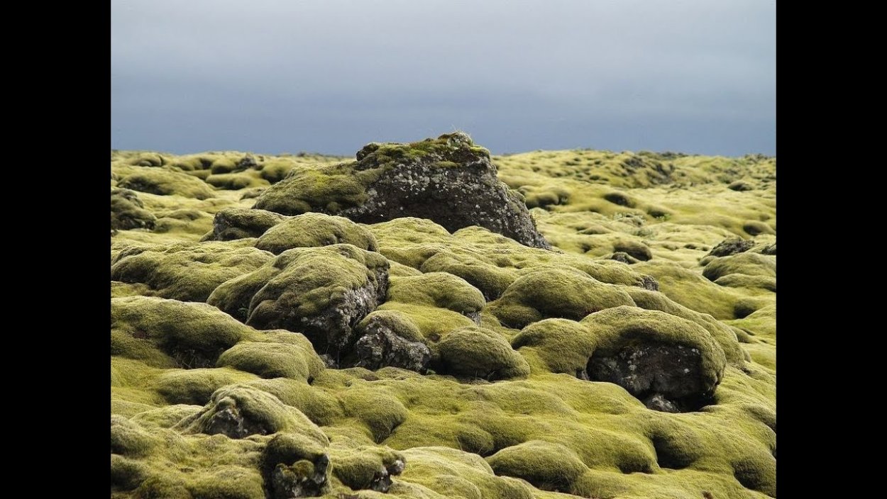 Сфагнум и ягель