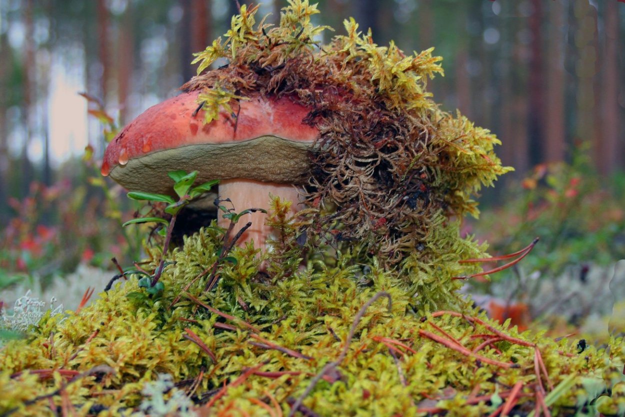 Цетрария в тундре