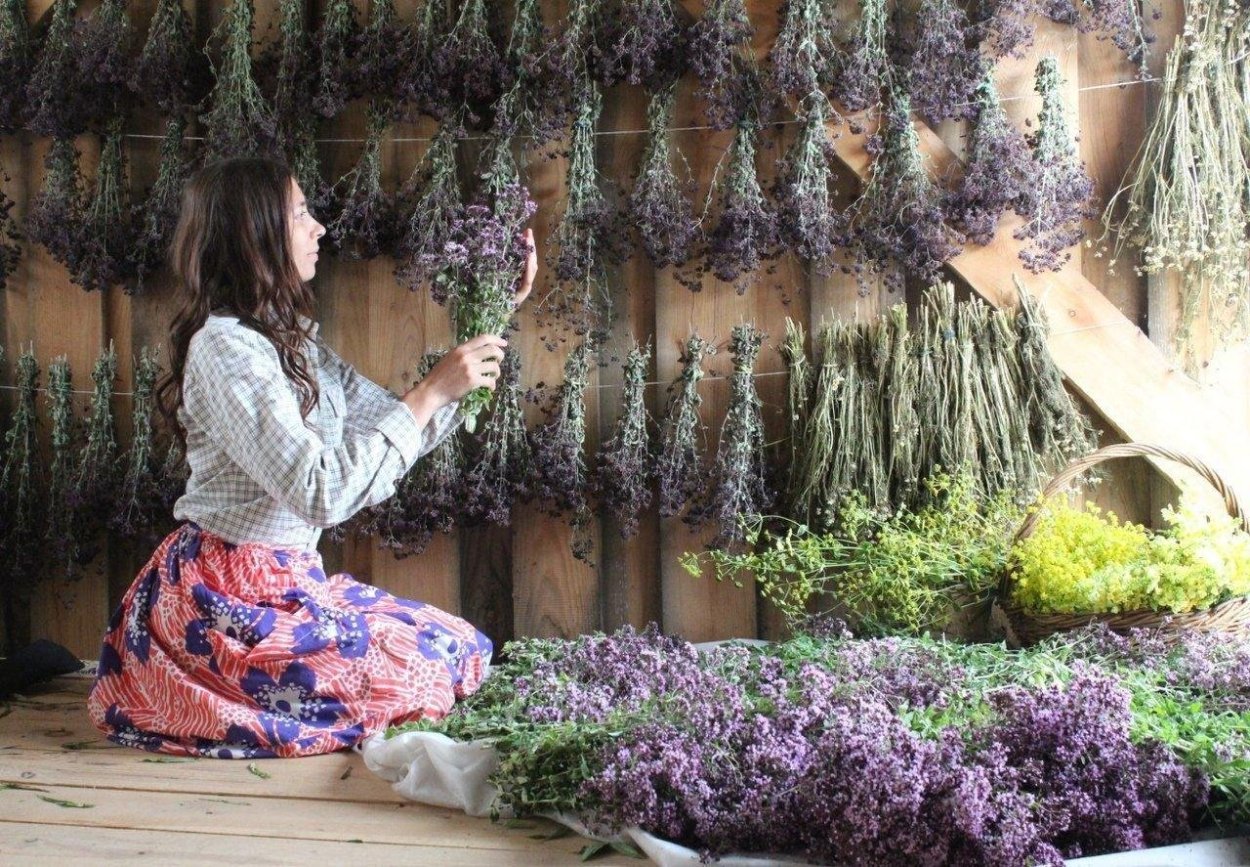 День сбора диких трав 21 августа