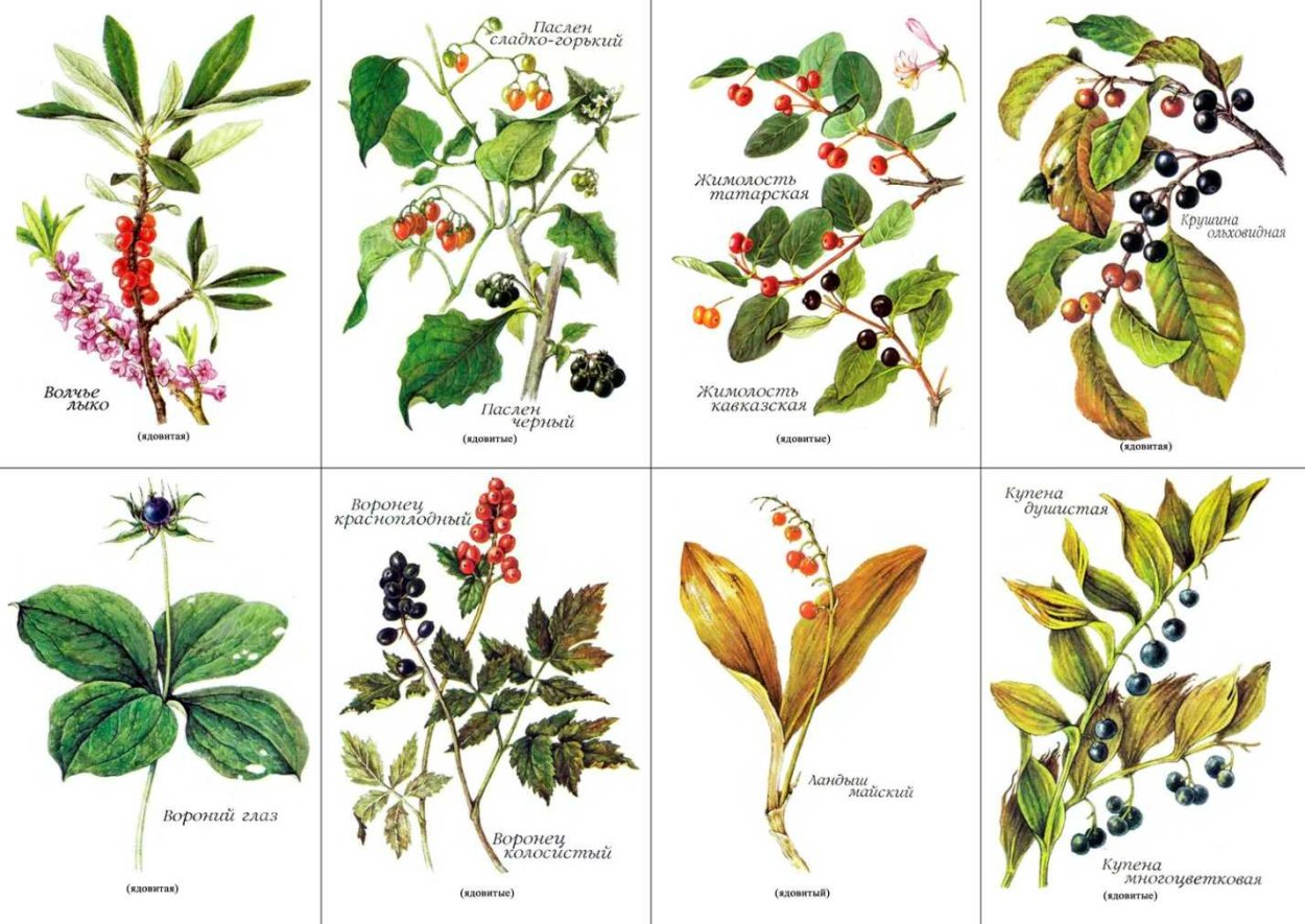 Травник лекарственные растения