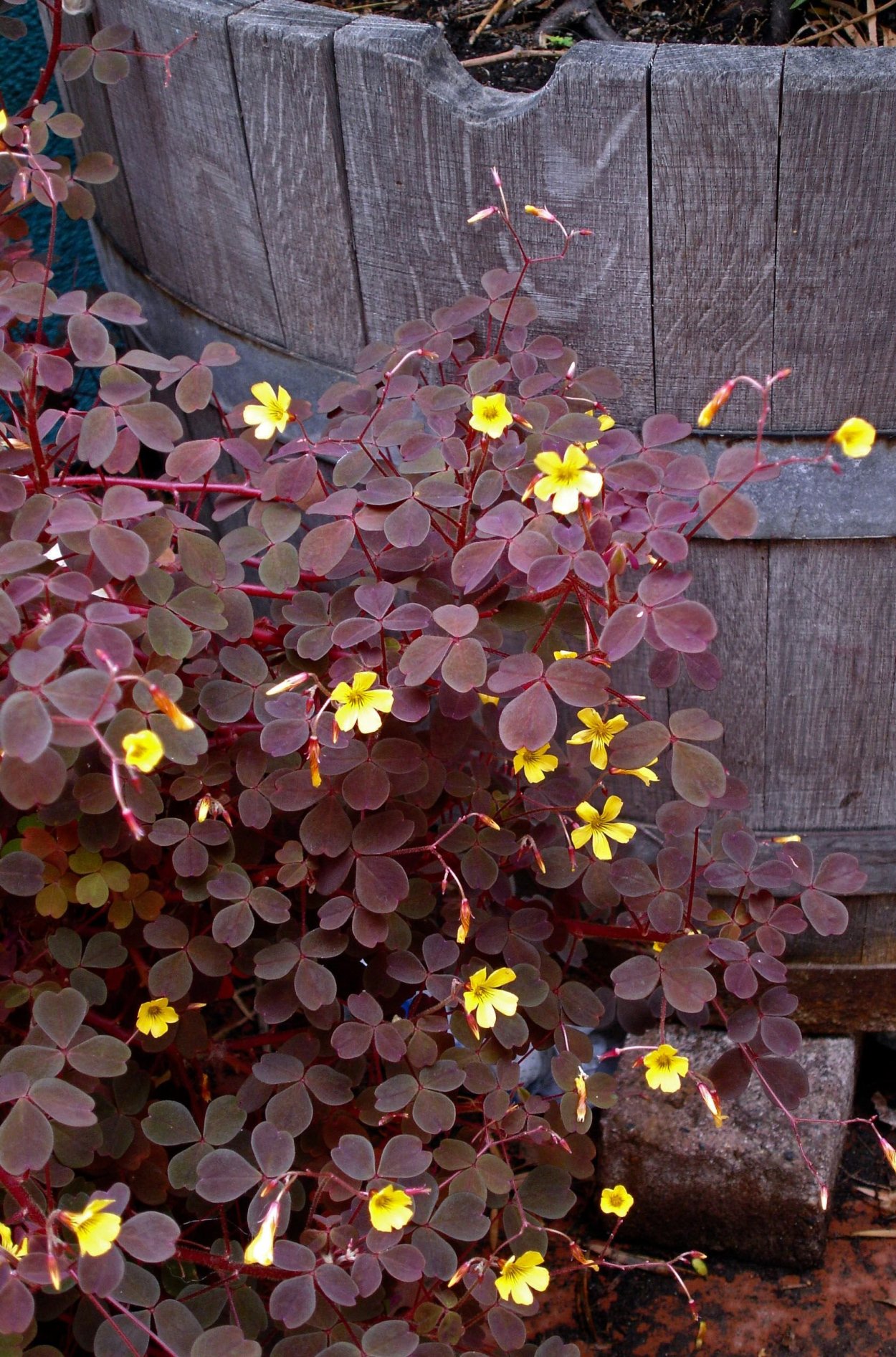 Кислица оксалис