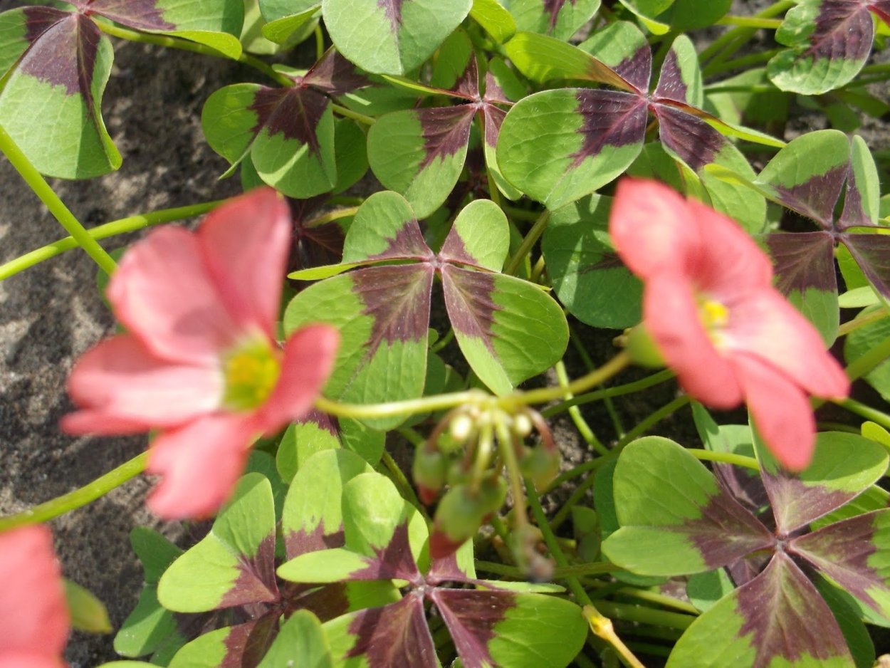 Кислица оксалис Садовая