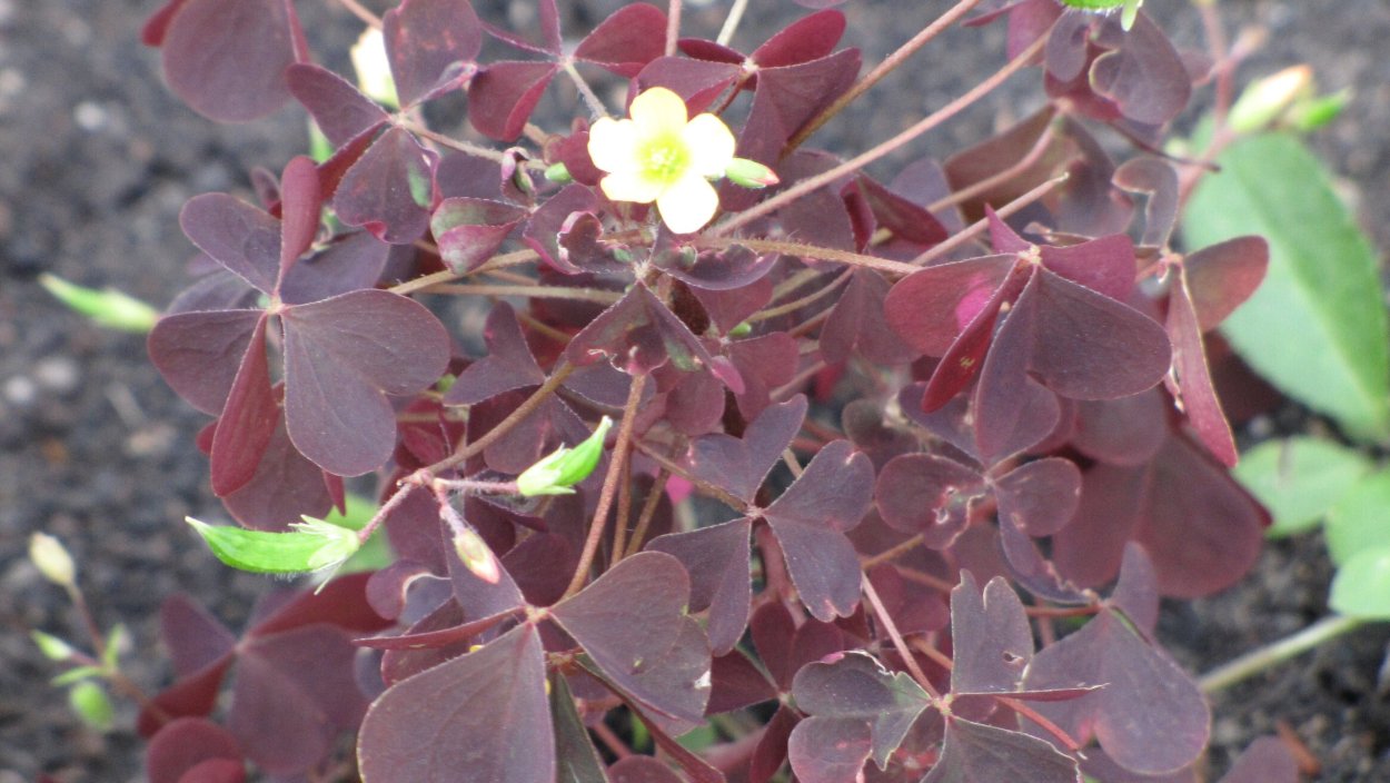 Кислица оксалис красная