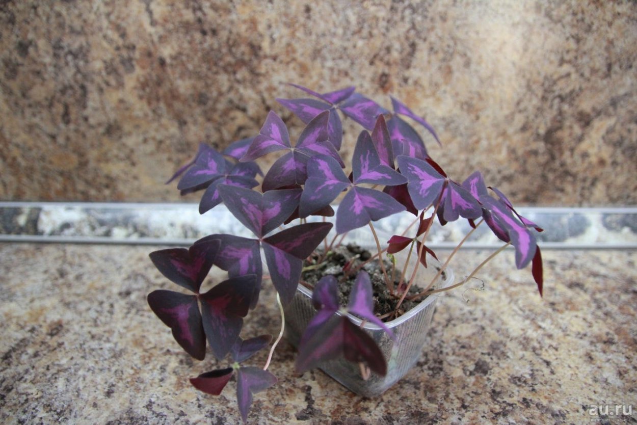 Кислица оксалис