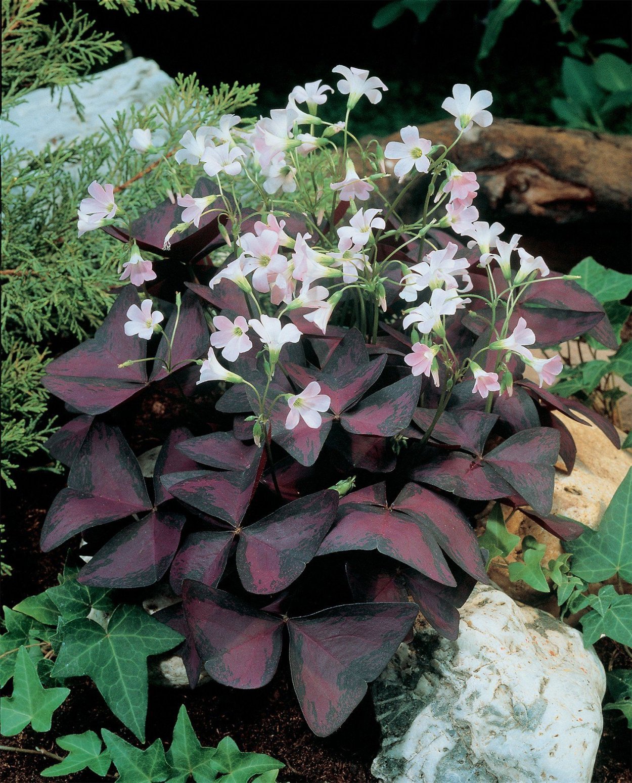 Оксалис (Кислица) железистолистная