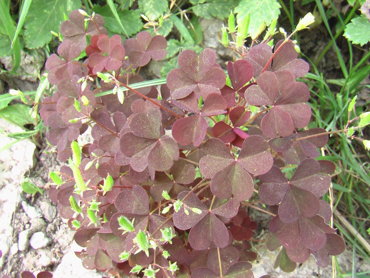 Оксалис Кислица Регнелла