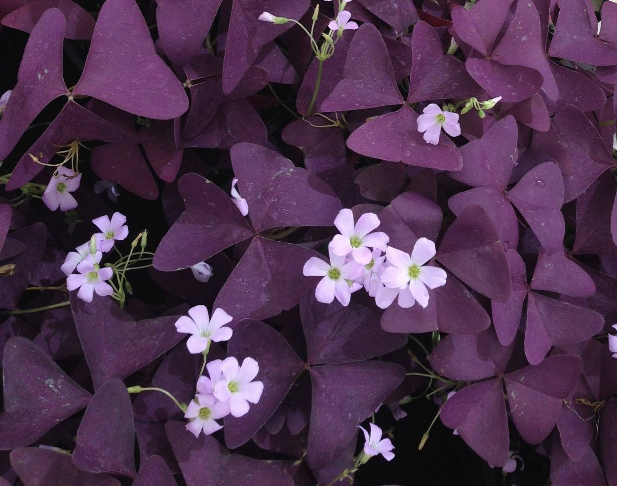 Кислица краснолистная