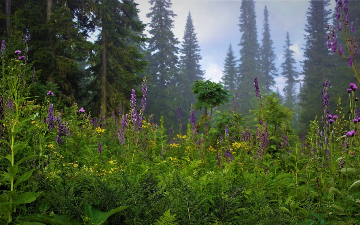 Шалфей Луговой медонос