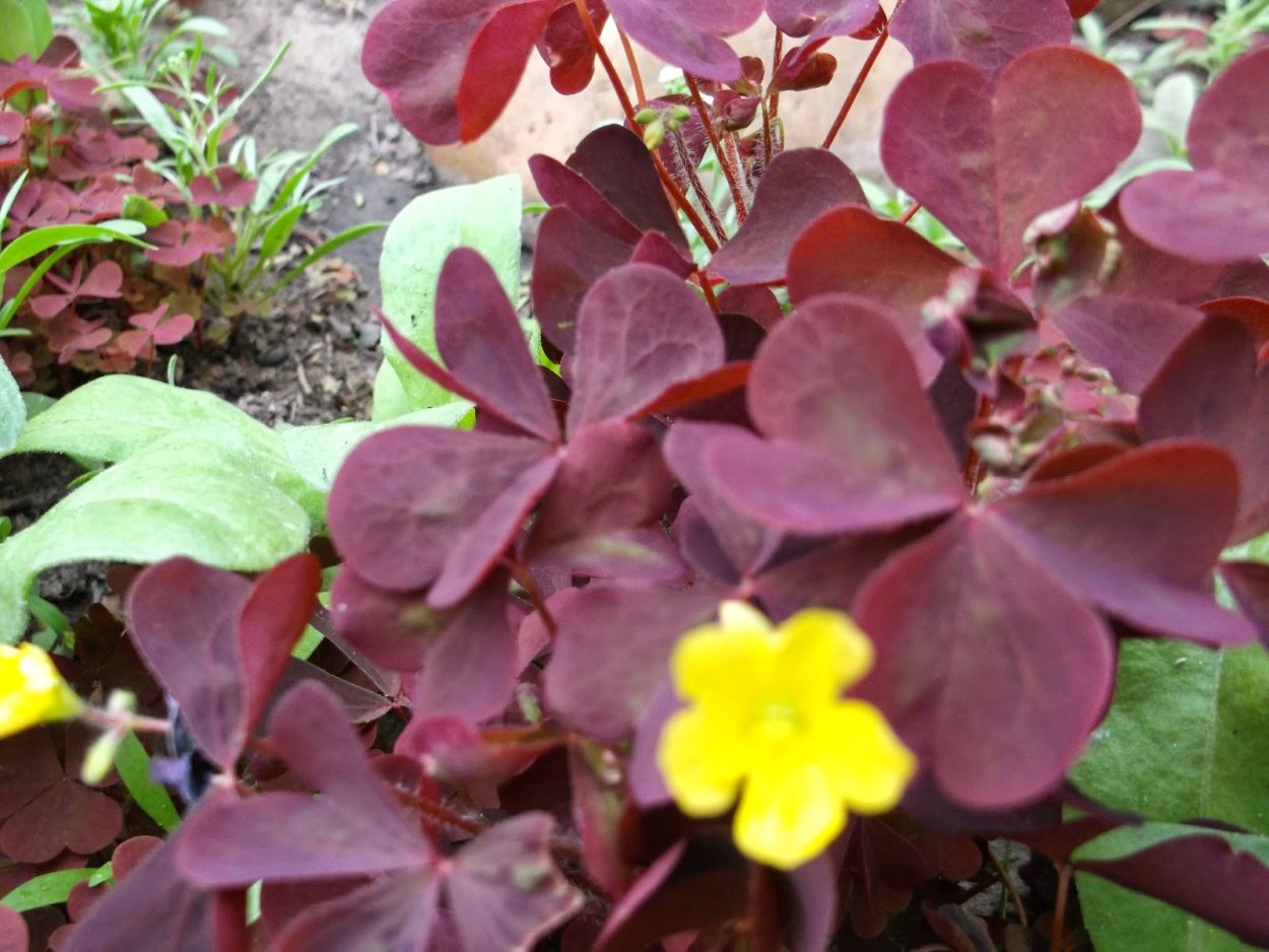 Кислица красная