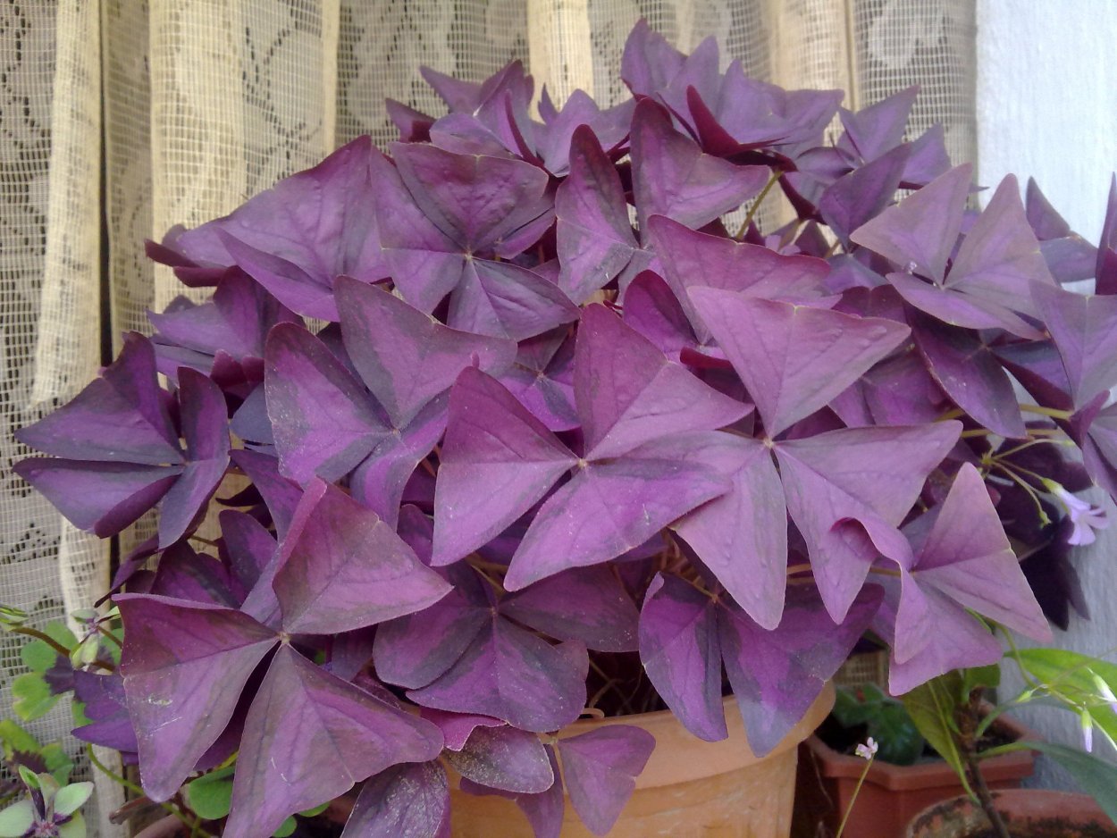 Кислица оксалис Садовая