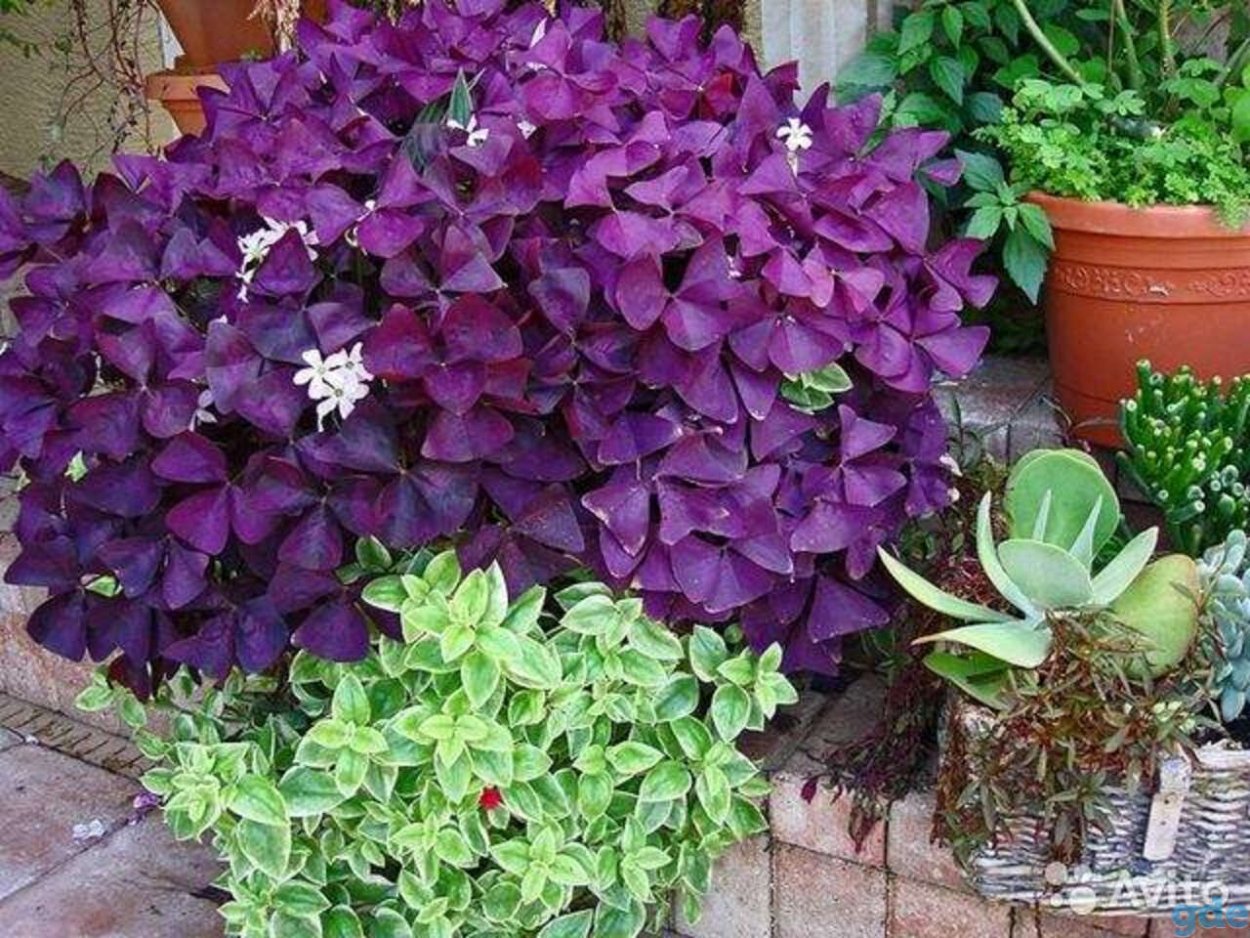 Оксалис Кислица треугольная