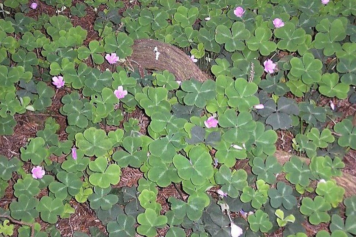 Кислица оксалис