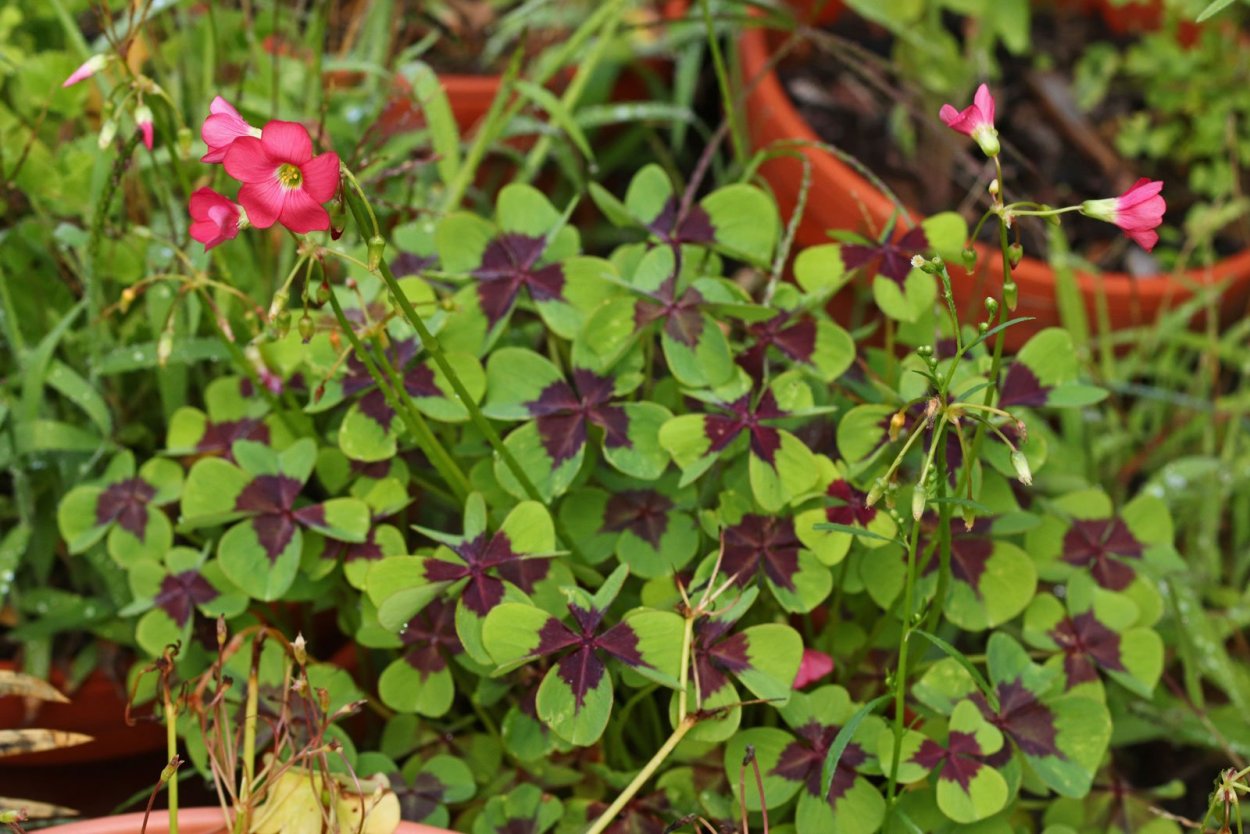 Oxalis-Кислица papilionacea
