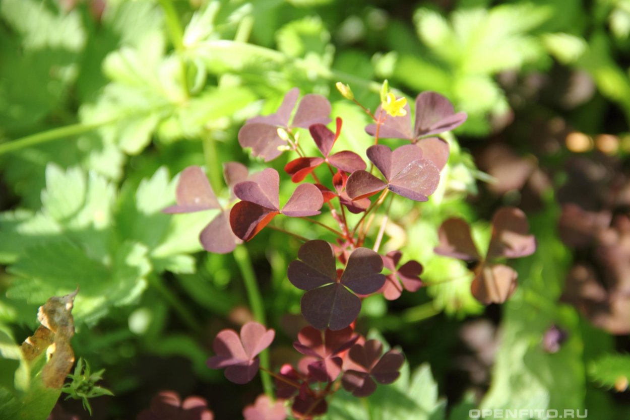 Оксалис махагони