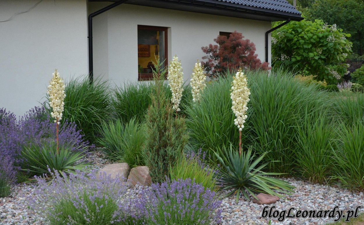 Юкка Садовая в ландшафте