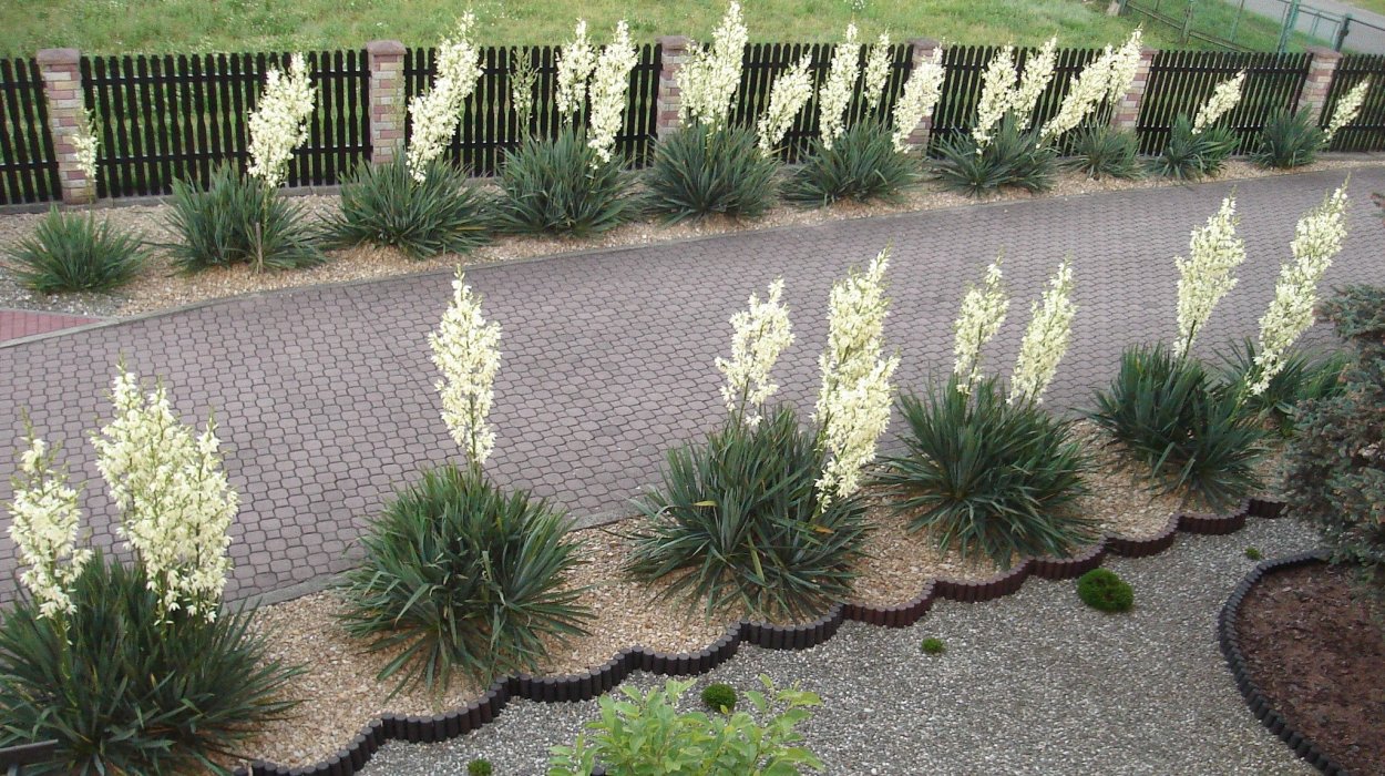 Клумбы с юккой садовой