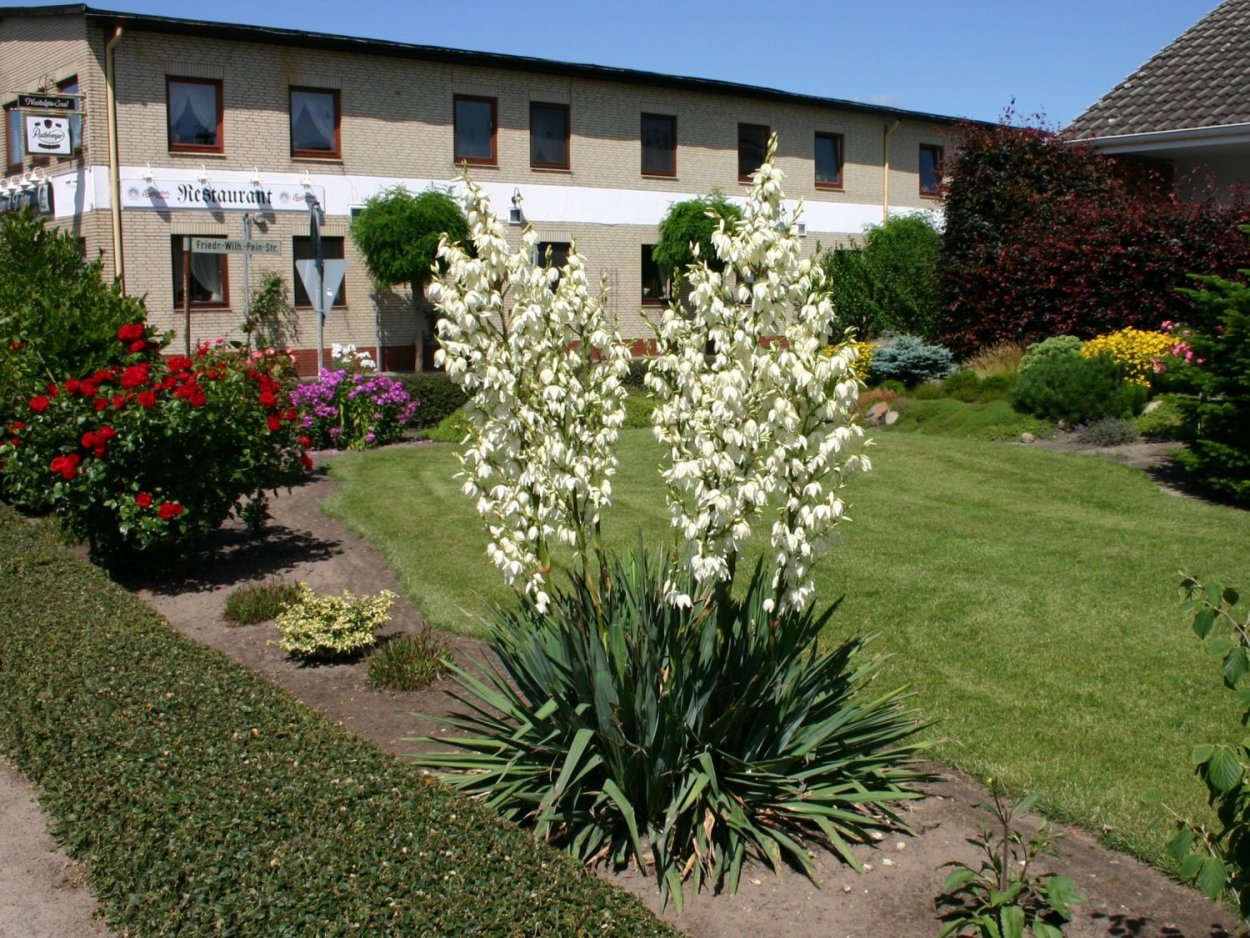 Юкка нитчатая Садовая