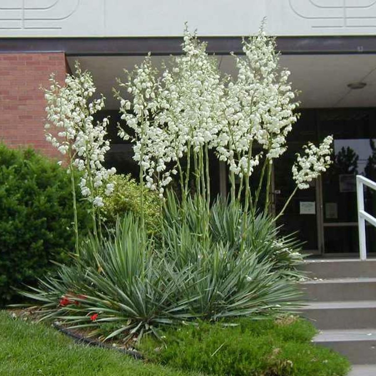 Юкка нитчатая на клумбе