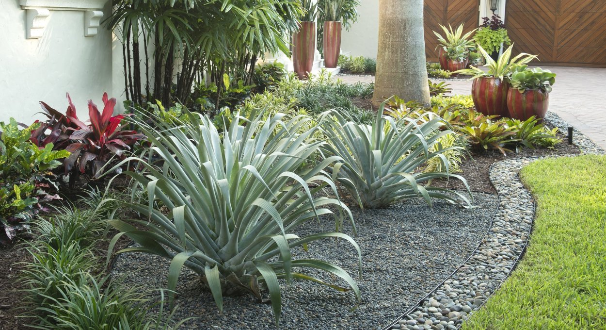 Юкка в озеленении