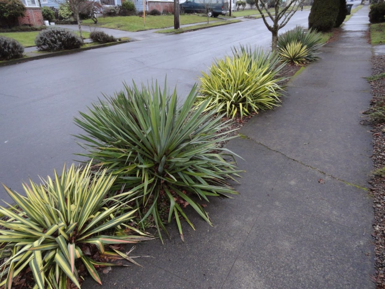 Юкка filamentosa ()