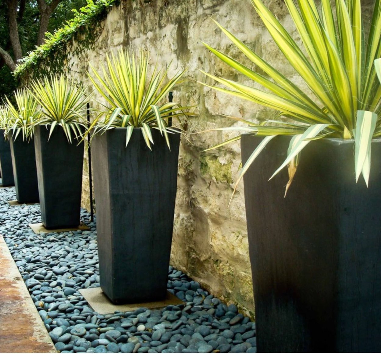 Юкка Садовая в кашпо