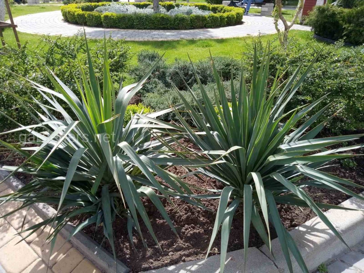 Пальма Средиземноморская