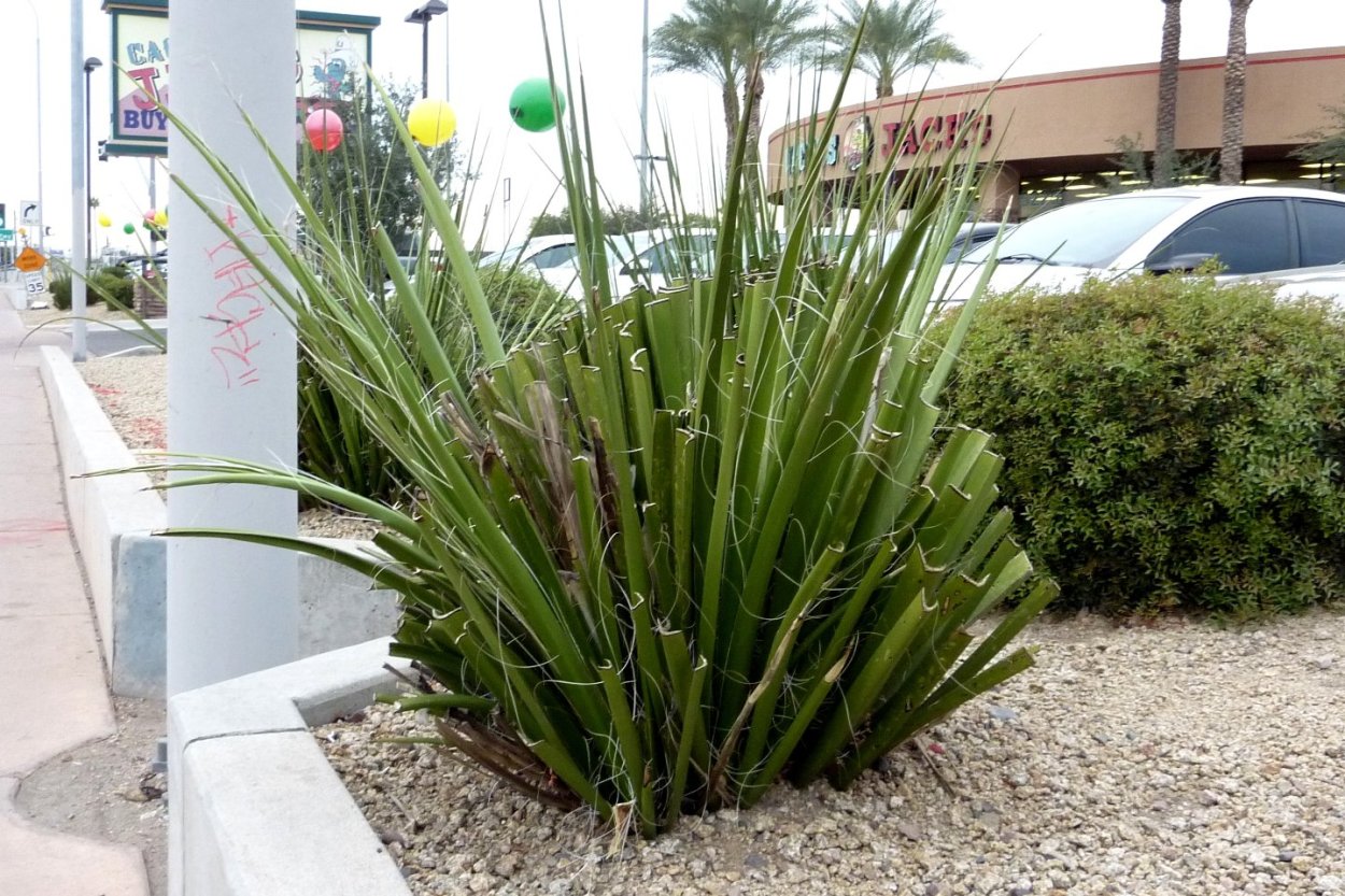 Юкка сизая ,нитчатая