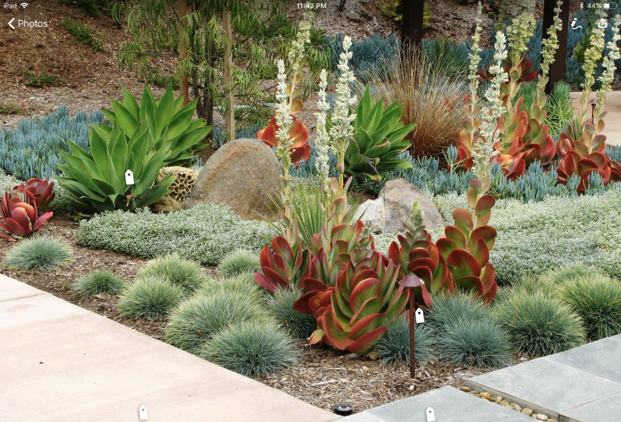 Юкка с очитком