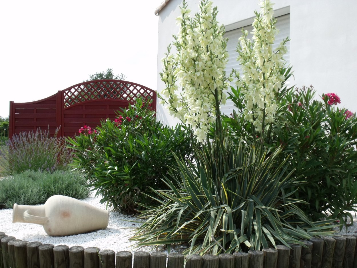 Клумбы с юккой садовой