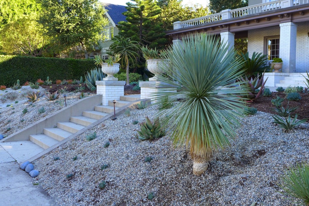 Юкка в палисаднике