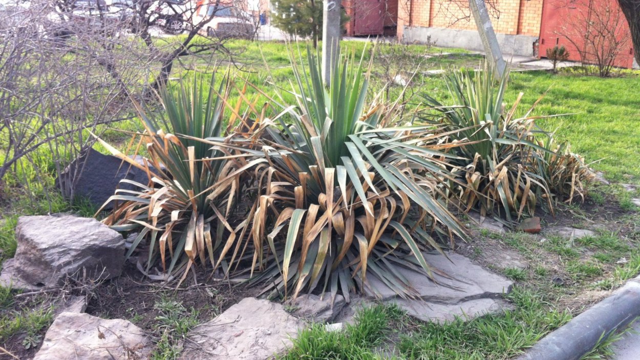 Агава американская в ландшафтном дизайне