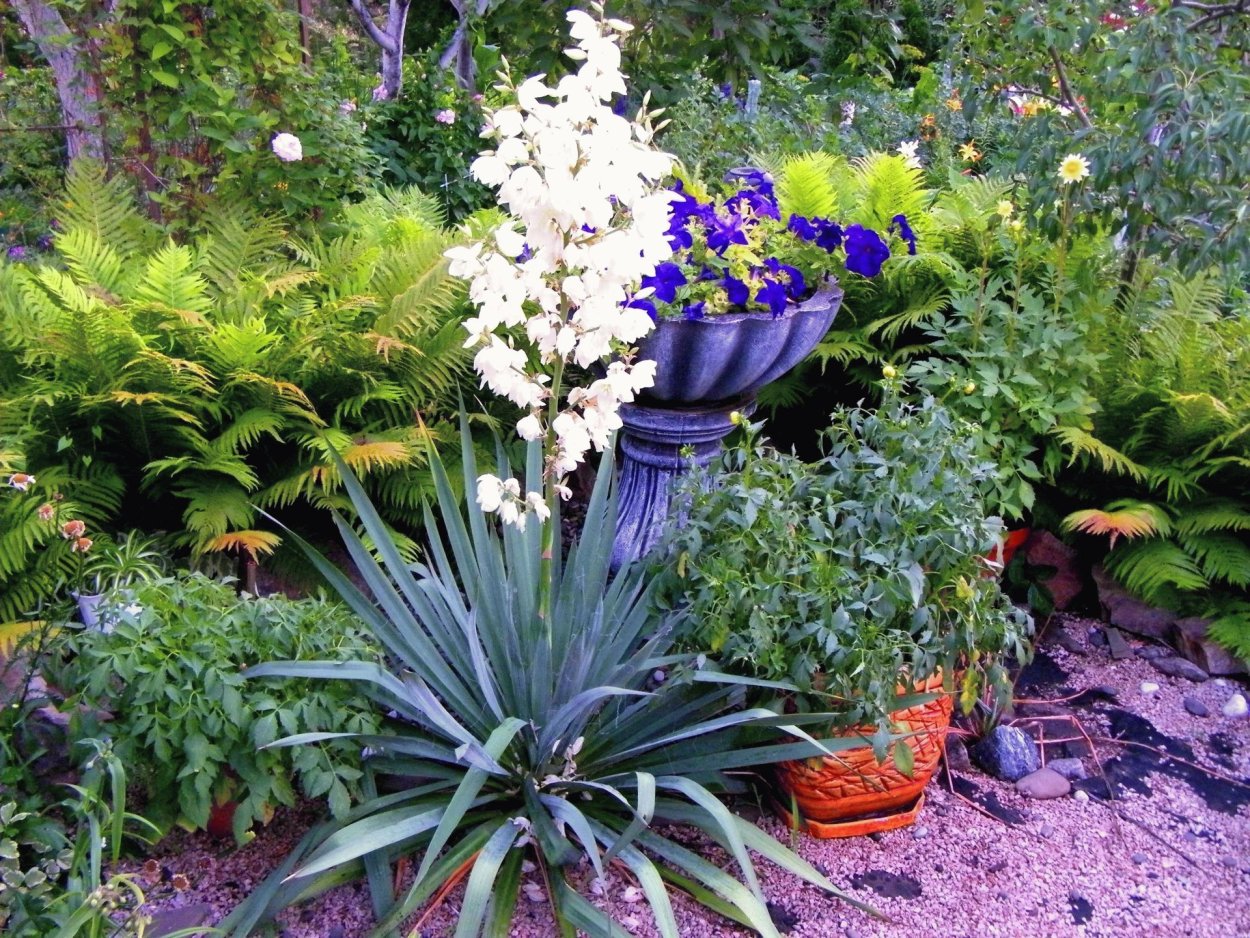 Юкка нитчатая Агава