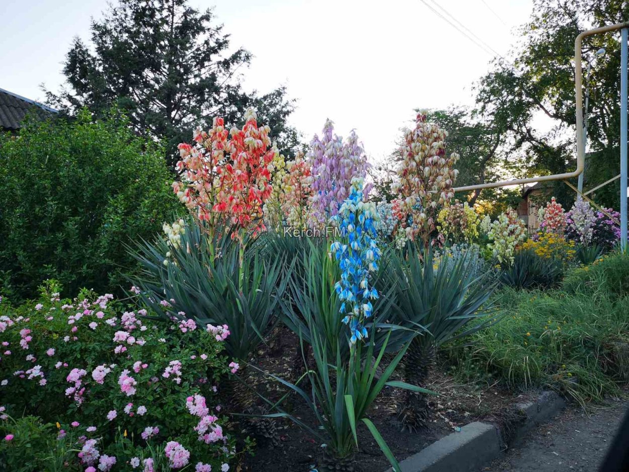 Засухоустойчивые растения Суккуленты