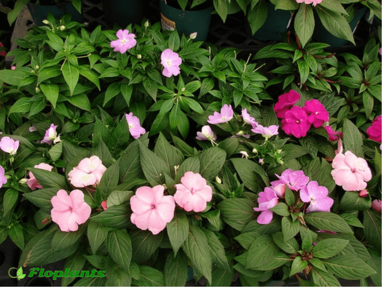 Бальзамин садовый многолетний