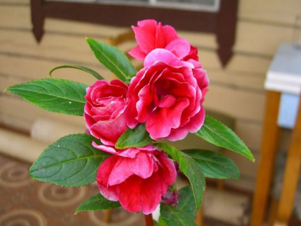 Ванька-мокрый бальзамин