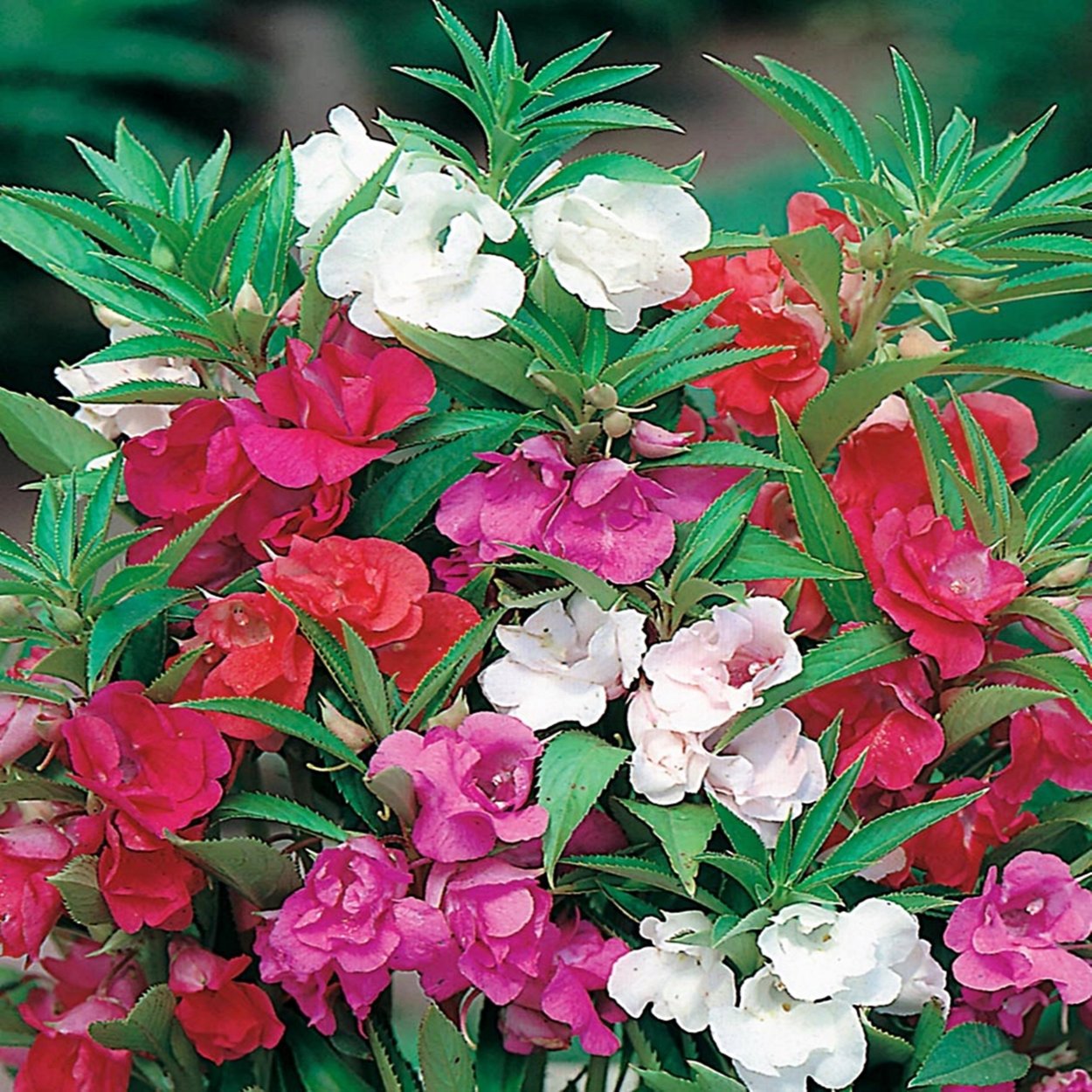 Бальзамин садовый Камелия