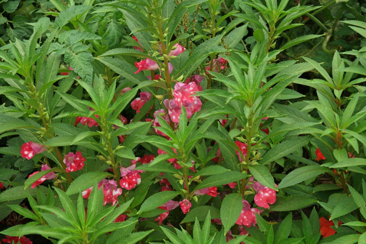 Бальзамин садовый